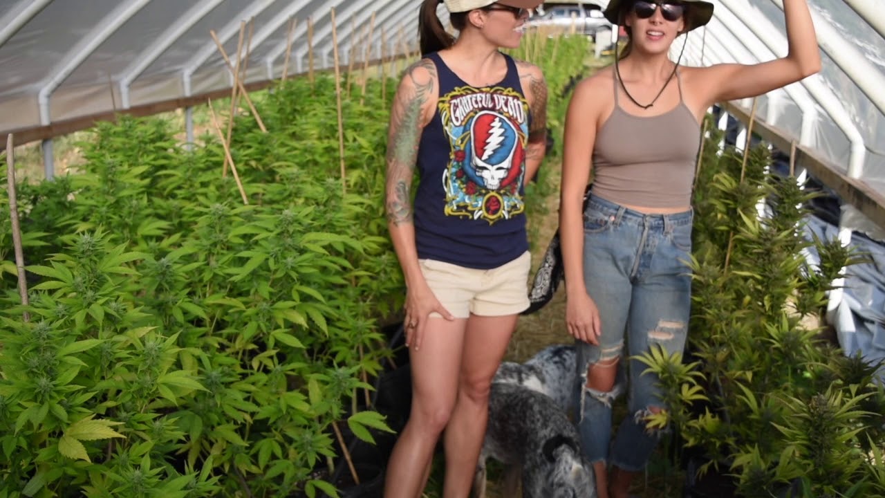 Grow Sisters  When to Harvest, Harvest Cannabis Tips, Grow Your Own