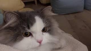 Snugglepeef201801064