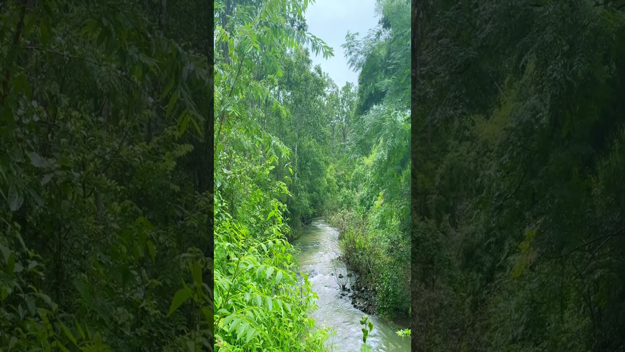 Nature's soundtrack on repeat. Unwinding by the stream. 