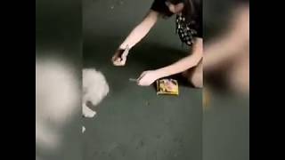 Download Lagu NGAKAK!! REZA OKTOVIAN KESEL DI RUMAHNYA BANYAK ANJING 😂 MP3