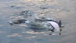 Dolphin Free Play Img6586 Hd-81S