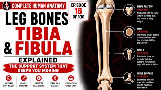 Complete Human Anatomy Episode 16 Leg Bones – Tibia and Fibula Explained screenshot 2