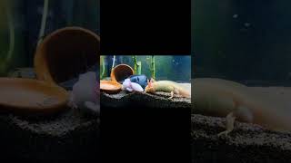 #cute #axolotl #axolotls #aquarium #fish #fishtank