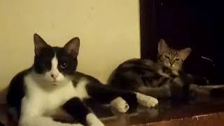 Kitty game of thrones screenshot 2