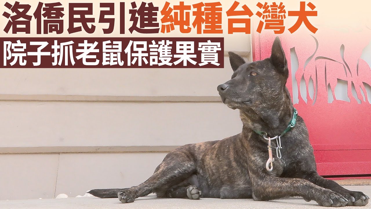 洛僑民引進純種台灣犬院子抓老鼠保護果實 今日加州 Youtube