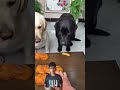 #labrador #labradorretriever #pets #dogshorts #facts #emotionalshorts #reelitfeelit