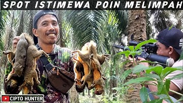 di kebun sawit berburu tupai yang sangat melimpah‼️pest control tupai @CIPTOHUNTER