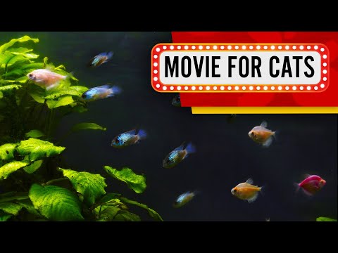 Movie for Cats - Aquarium with a huge plant (Video for cats to watch) 4k