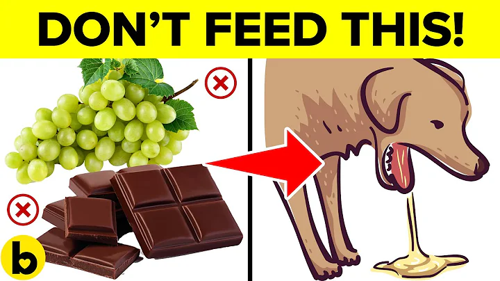 9 COMMON Foods That Will Kill Your Dog! - Keep These Away ⚠️ - DayDayNews