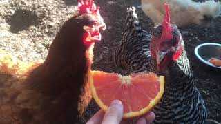 Exclusive Feeding The Chickens Oranges Information