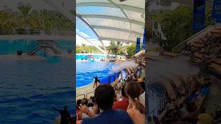 Orca salpica el agua sobre el público 🤣 #loroparque #tenerife #orca #ballena
