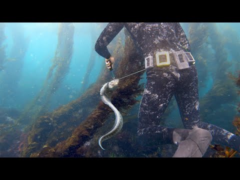 Encountering HUGE Wolf Eel while Spearfishing Kelp Forests of Northern California | Spear to Table