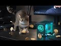 passive income crypto cat