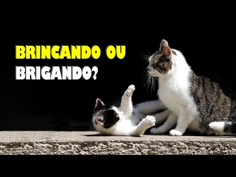 Vídeo: Como tratar a acne em gatos: 14 etapas (com fotos)