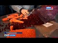 В Белгородском районе запустили производство по переработке овощей
