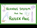 Nervous System Communication and Reflex Arcs Explained