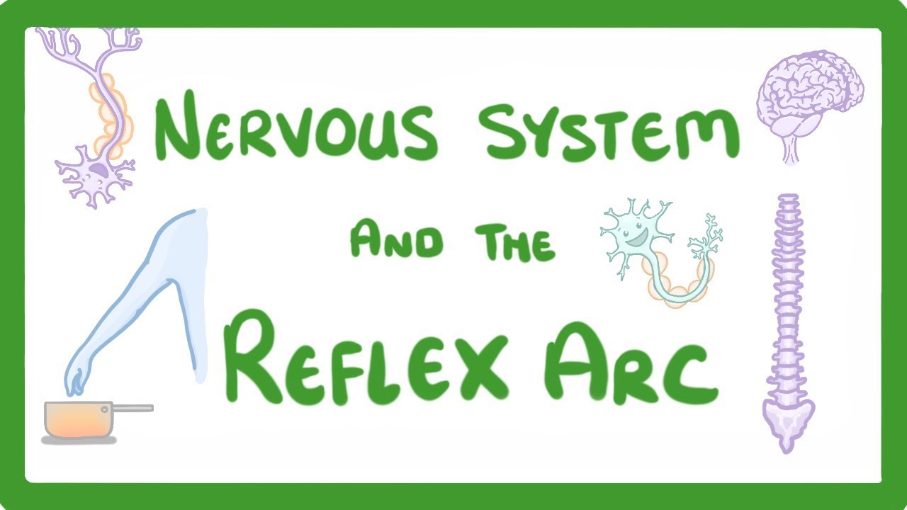 Gcse Biology - Nervous System And Reflex Arc  #58