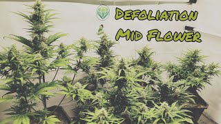A Mid Flowers Defoliation - S8E08 Fri-Night AutoFlower Breeding + CANNABEARDCUP round2 - w/marshydro