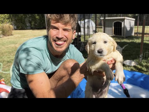 Giving My STINKY Husky Puppies Their First Bath!