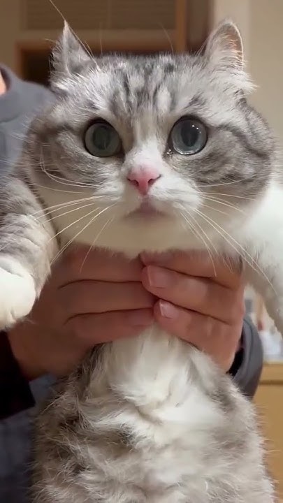 Вам передали камару,ваши действия?#комару #кокоа #комуги #кошка #кошки ...