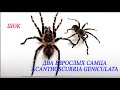Поговорим о попытках разведения гигантской пары Acanthoscurria geniculata. Размеры самца 23 см.