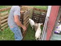 How to Build a Cheap Working Pen for Sheep out of Pallets