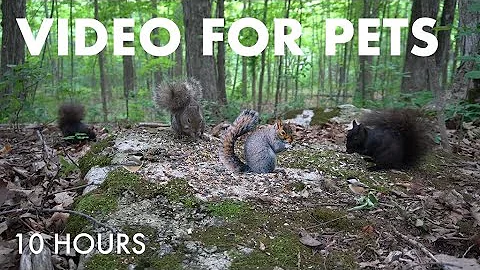 Video 9802671: canadian forest, cat pets