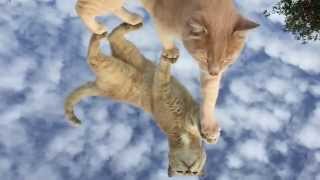 Apple Shrapnel - Odesza - Sun Models Feat. Madelyn Grant