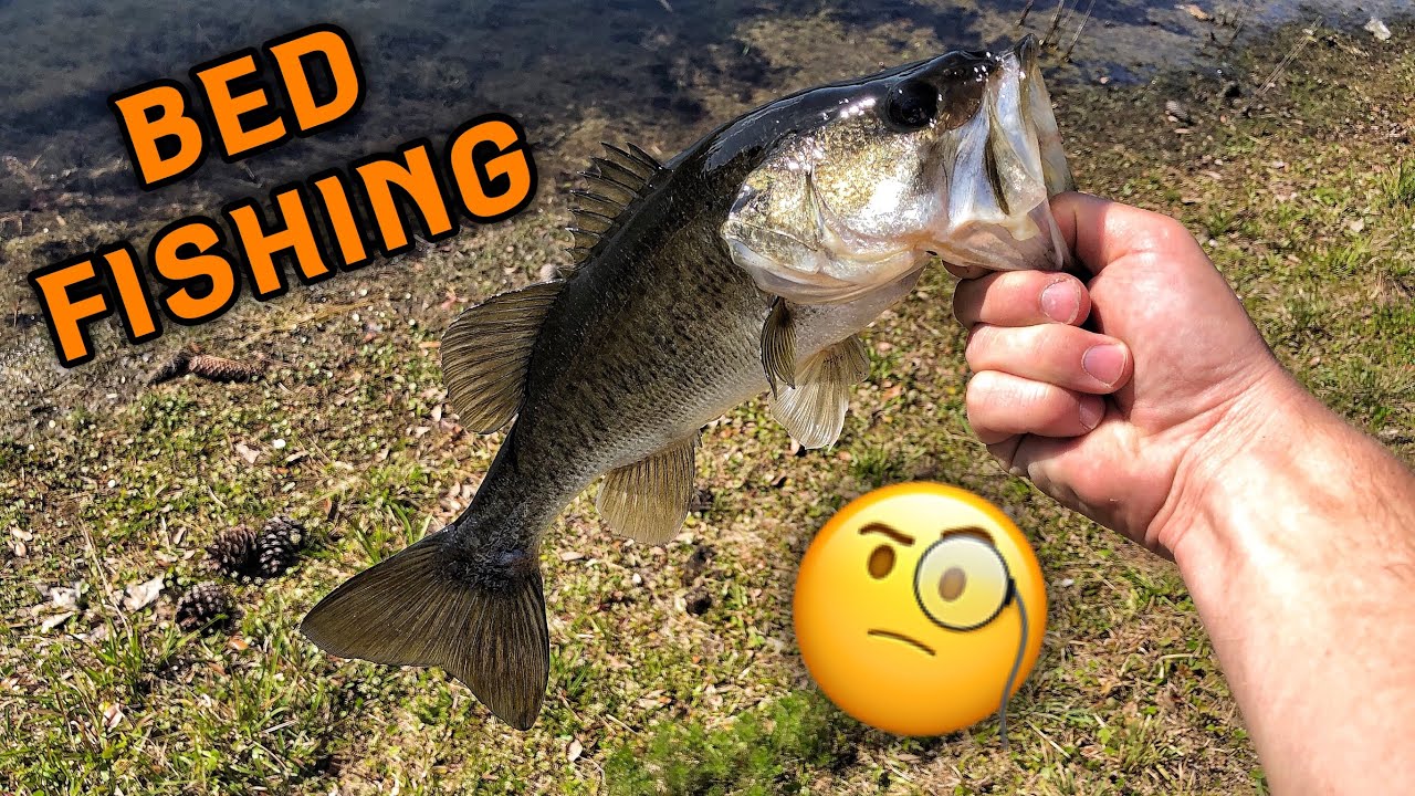 Pond Fishing Bass Beds in Florida YouTube