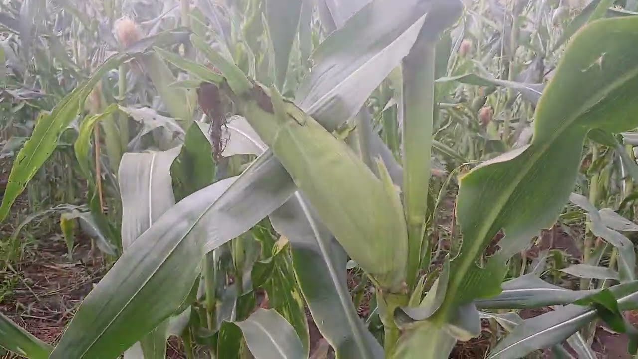 Wekeza kwenye kilimo cha mahindi, utakuja kunishukuru baadaye