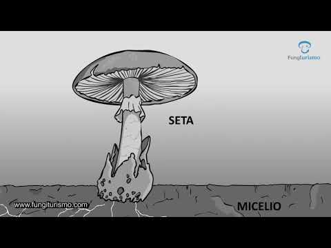 Video: ¿Qué estructuras se encuentran en los hongos?