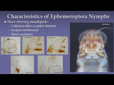 EPTs এর পরিচিতি - Ephemeroptera (Mayflies)