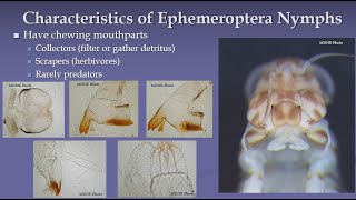 Introduction to EPTs - Ephemeroptera (Mayflies)