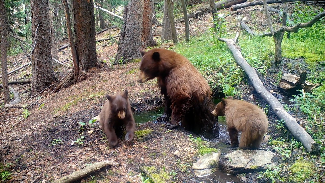 Mama bear and two cubs at this Colorado spring.  They swim, climb, scratch and eat termites.