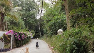 Morning Walk Through Bamboo Saturday Market (Nana Jungle) and Its Neighborhood [Chiangmai, Thailand]