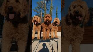 The Goldendoodles #goldendoodlebreeder #multigengoldendoodle #puppy #goldendoodle #doodlebreeder