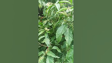 Getih getihan/Bloodberrys (Rivina Humilis )/tanaman obat seperti luka, diare, batuk dsb #tanaman