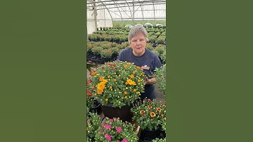 4 Tips to Get Marvelous Garden Mums (Chrysanthemums)