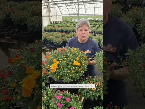 Video: Bílé skvrny na rostlinách maminky – zjistěte o kontrole plísně chryzantémy