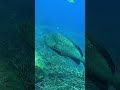 mero nadando en apnea en Port Cross #naturaleza #mero #grouper