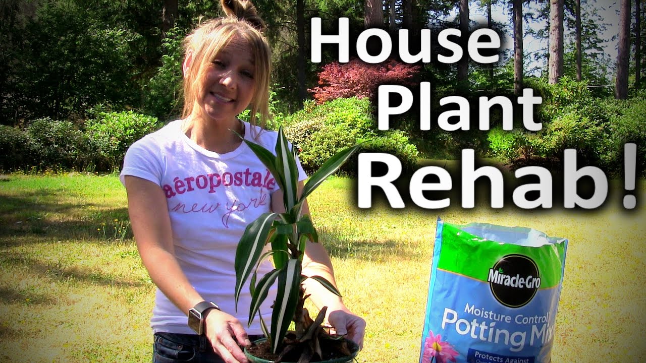 Houseplant Care Bring Your Dying Houseplants Back to Life DIY YouTube