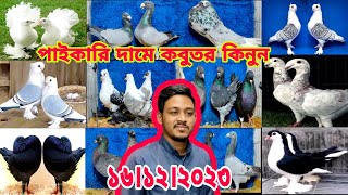 সবচেয়ে কম দামে কবুতর কিনুন || সিয়াম ভাই কবুতরের খামার || মাগনা দামে কবুতর কিনুন