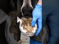 Hoof Cleaning Larvae 😨 #HoofCare #SatisfyingVideo #CleaningASMR #MacroVideo #ViralReels #larvae