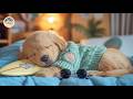 12 Hours of Dog Healing Music 🐕 Dog Music 🎶 Peaceful Tunes for Soothing Separation Relief | NO ADS