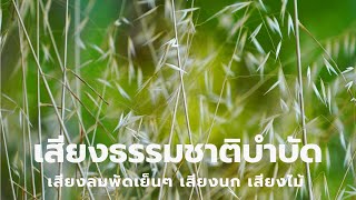 เสียงธรรมชาติบำบัด เสียงลมพัด เสียงนก เสียงต้นไม้ ใบหญ้า ช่วยคลายเครียด ผ่อนคลาย ASMR Nature Sound