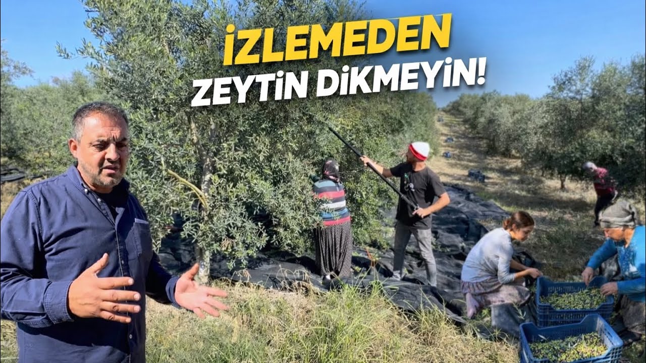 40 Dönüm Profesyonel Arbequına  Zeytin Bahçesini İzlemeden Zeytin Dikmeyin !