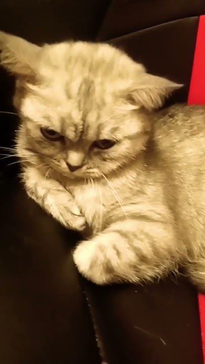моя маленькая кошка #кошачки #котики #мюинг #cat - YouTube