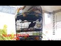 Perkutut Lokal Ini Mempunyai Suara Yang Merdu Dan Keras Cocok Untuk Bakalan Mp3 - Mp4 Download