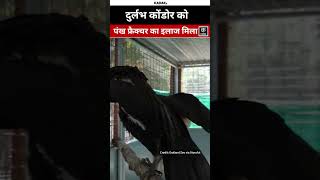 America के Oakland Zoo में दुर्लभ Condor को पंख फ्रैक्चर का इलाज मिला | #shorts