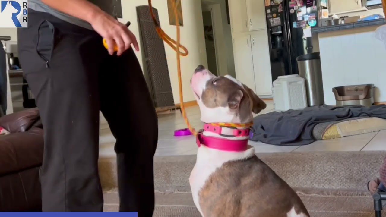 food-aggressive-dog-being-challenged-with-routines-she-is-trained-and